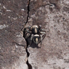 Salpesia sp. (genus) at Crace, ACT - 26 Apr 2021