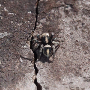 Salpesia sp. (genus) at Crace, ACT - 26 Apr 2021