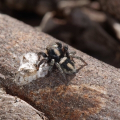 Salpesia sp. (genus) at Crace, ACT - 26 Apr 2021 12:48 PM