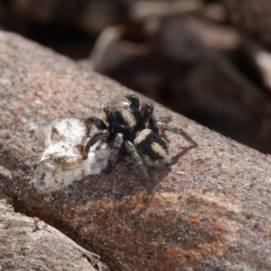 Salpesia sp. (genus) at Crace, ACT - 26 Apr 2021