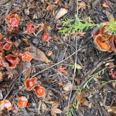 Leratiomcyes ceres (Red Woodchip Fungus) at Gungahlin, ACT - 5 May 2021 by TrishGungahlin