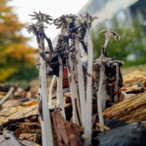 Coprinellus etc. at Acton, ACT - 4 May 2021