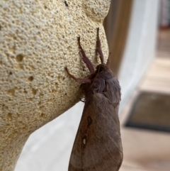 Oxycanus (genus) (Unidentified Oxycanus moths) at Bellmount Forest, NSW - 4 May 2021 by flutterbye