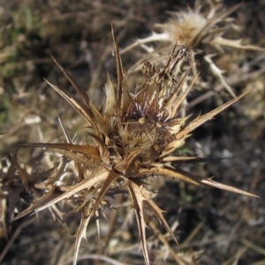 Carthamus lanatus at Holt, ACT - 5 Mar 2021