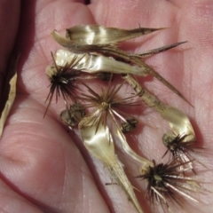 Carthamus lanatus at Holt, ACT - 5 Mar 2021