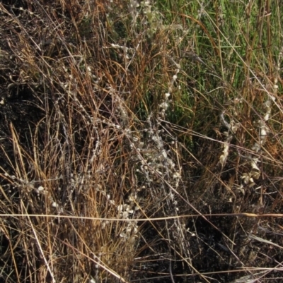 Kickxia elatine (Sharpleaf Cancerwort) at Holt, ACT - 5 Mar 2021 by pinnaCLE