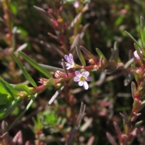 Lythrum hyssopifolia at Holt, ACT - 19 Apr 2021