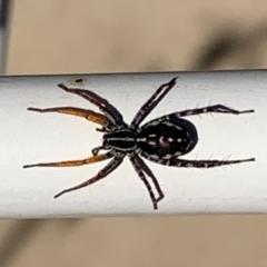 Nyssus coloripes (Spotted Ground Swift Spider) at Springdale Heights, NSW - 8 May 2021 by PaulF