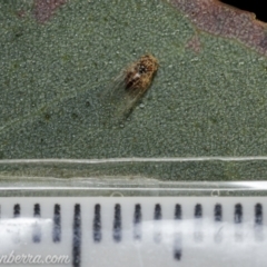 Psyllidae sp. (family) at Symonston, ACT - 18 Apr 2021