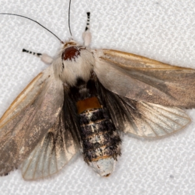 Cryptophasa sp. nr balteata (A Gelechioid moth) at Melba, ACT - 27 Dec 2020 by Bron