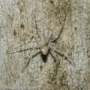 Tamopsis sp. (genus) at Symonston, ACT - 18 Apr 2021 07:44 AM