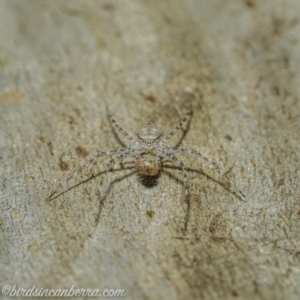 Tamopsis sp. (genus) at Symonston, ACT - 18 Apr 2021 07:44 AM