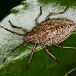 Omyta centrolineata at Melba, ACT - 15 Oct 2013