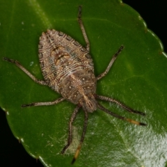 Omyta centrolineata at Melba, ACT - 15 Oct 2013