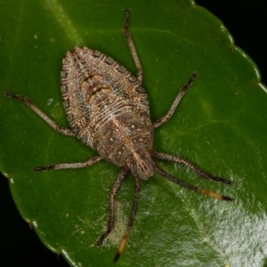 Omyta centrolineata at Melba, ACT - 15 Oct 2013