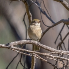 Pachycephala pectoralis (Golden Whistler) at Rendezvous Creek, ACT - 11 Apr 2021 by trevsci