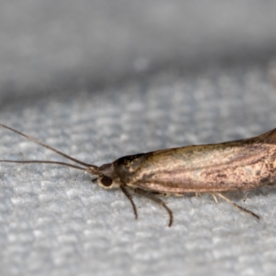 Lecithoceridae (family) (Tropical Longhorned Moths) at Melba, ACT - 27 Dec 2020 by Bron