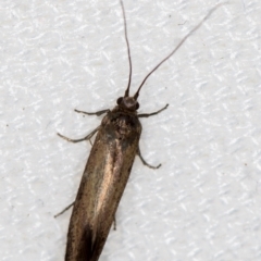 Lecithoceridae (family) at Melba, ACT - 27 Dec 2020