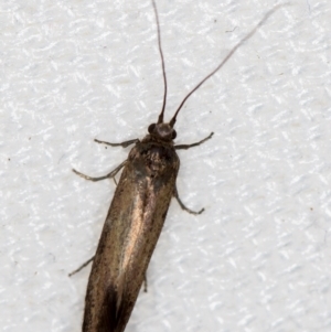 Lecithoceridae (family) at Melba, ACT - 27 Dec 2020