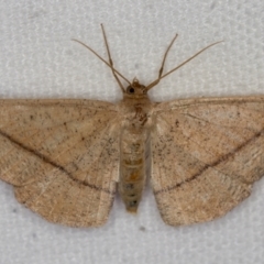 Idiodes apicata (Bracken Moth) at Melba, ACT - 28 Dec 2020 by Bron