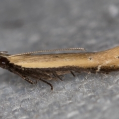 Mesophleps (genus) (A Gelechioid moth) at Melba, ACT - 28 Dec 2020 by Bron