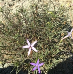 Isotoma axillaris (Australian Harebell, Showy Isotome) at Table Top, NSW - 6 May 2021 by Alburyconservationcompany