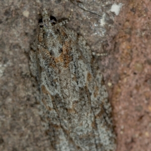 Thrincophora inconcisana at Melba, ACT - 28 Dec 2020