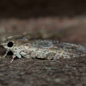 Thrincophora inconcisana at Melba, ACT - 28 Dec 2020