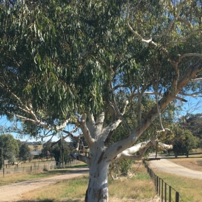 Eucalyptus mannifera (Brittle Gum) at Table Top, NSW - 6 May 2021 by Alburyconservationcompany