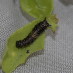 Papilio anactus at Higgins, ACT - 4 May 2021