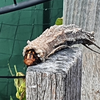 Metura elongatus (Saunders' case moth) at Wanniassa, ACT - 5 May 2021 by TeeJay