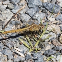 Diplacodes haematodes (Scarlet Percher) at Cook, ACT - 29 Mar 2021 by AlisonMilton