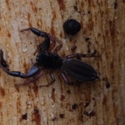 Holoplatys sp. (genus) (Unidentified Holoplatys jumping spider) at Molonglo Valley, ACT - 6 May 2021 by Kurt