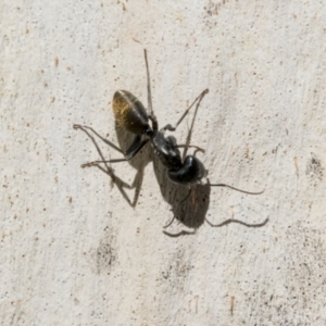 Camponotus aeneopilosus at Cook, ACT - 29 Mar 2021 11:27 AM