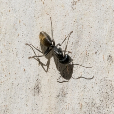 Camponotus aeneopilosus (A Golden-tailed sugar ant) at Cook, ACT - 29 Mar 2021 by AlisonMilton