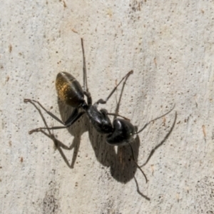 Camponotus aeneopilosus at Cook, ACT - 29 Mar 2021 11:27 AM