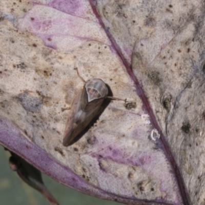 Brunotartessus fulvus (Yellow-headed Leafhopper) at Cook, ACT - 29 Mar 2021 by AlisonMilton