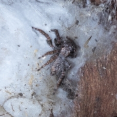 Servaea incana (Hoary Servaea) at Cook, ACT - 29 Mar 2021 by AlisonMilton