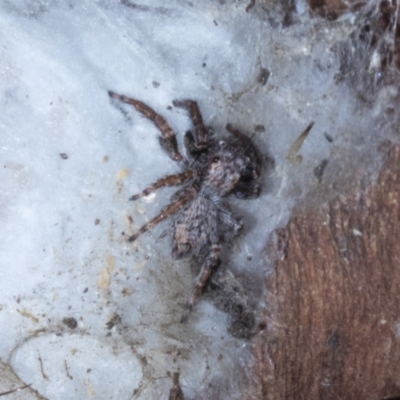 Servaea incana (Hoary Servaea) at Cook, ACT - 29 Mar 2021 by AlisonMilton