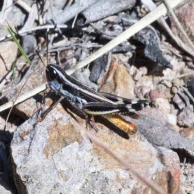 Macrotona australis (Common Macrotona Grasshopper) at Mount Painter - 29 Mar 2021 by AlisonMilton