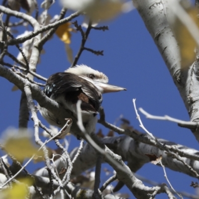 Dacelo novaeguineae (Laughing Kookaburra) at Holt, ACT - 27 Apr 2021 by AlisonMilton