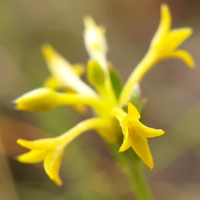 Pimelea curviflora (Curved Rice-flower) at Mount Painter - 4 May 2021 by drakes