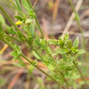 Pimelea curviflora at Cook, ACT - 5 May 2021 09:52 AM