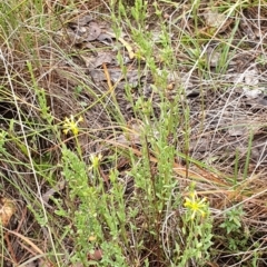 Pimelea curviflora at Cook, ACT - 5 May 2021 09:52 AM