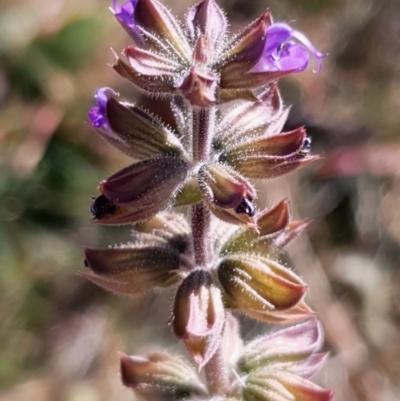 Salvia verbenaca var. verbenaca (Wild Sage) at Cook, ACT - 25 Apr 2021 by drakes