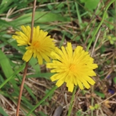 Hypochaeris radicata (Cat's Ear, Flatweed) at Fyshwick, ACT - 7 May 2021 by RodDeb