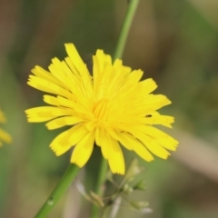 Hypochaeris radicata at Jerrabomberra Wetlands - 7 May 2021