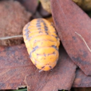 Monophlebulus sp. (genus) at Mongarlowe, NSW - suppressed