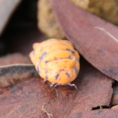 Monophlebulus sp. (genus) at Mongarlowe, NSW - suppressed