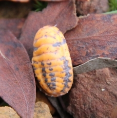 Monophlebulus sp. (genus) at Mongarlowe, NSW - suppressed